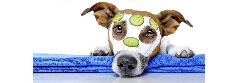 Right point of sale system for your pet store